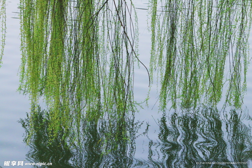 柳树柳条树木 