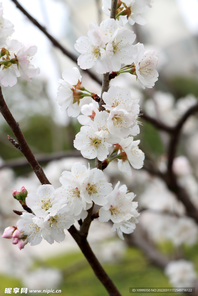 李子花