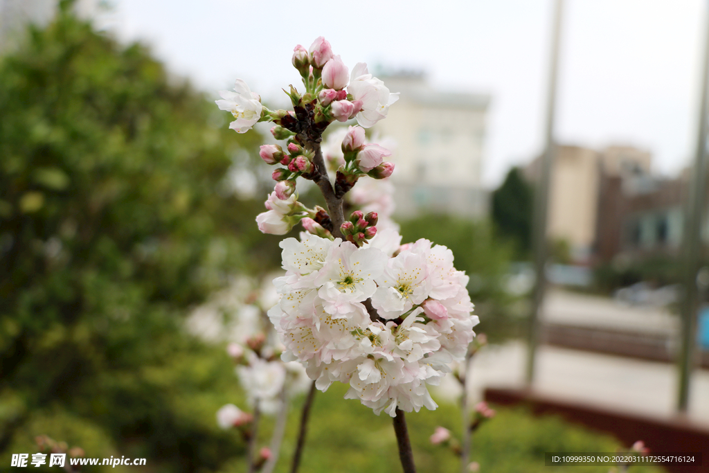 李子花