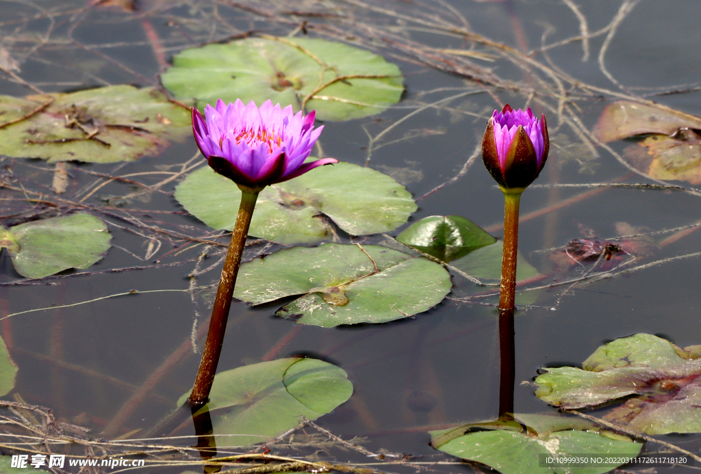 睡莲花