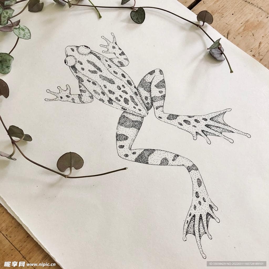 青蛙 手绘 