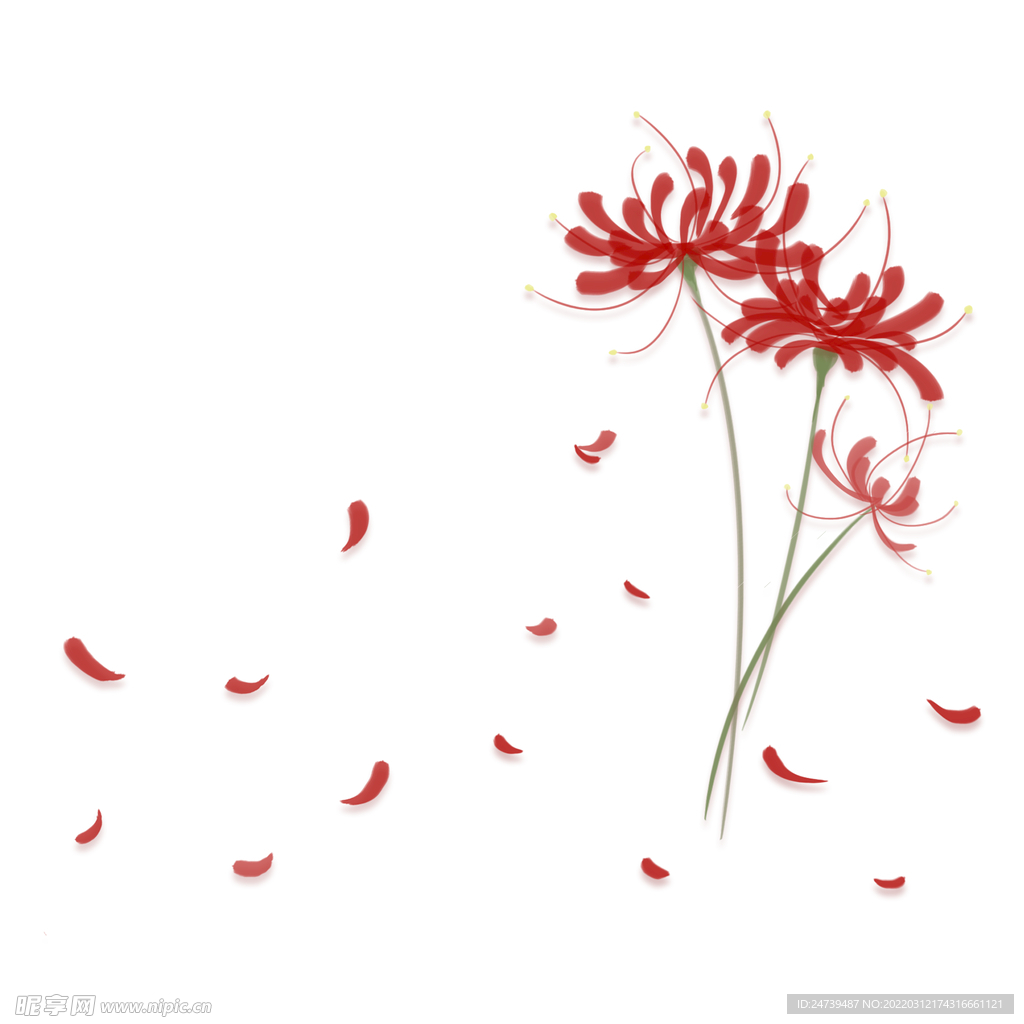 花瓣 彼岸花