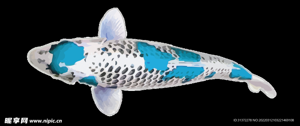  金鱼锦鲤手绘插画图片