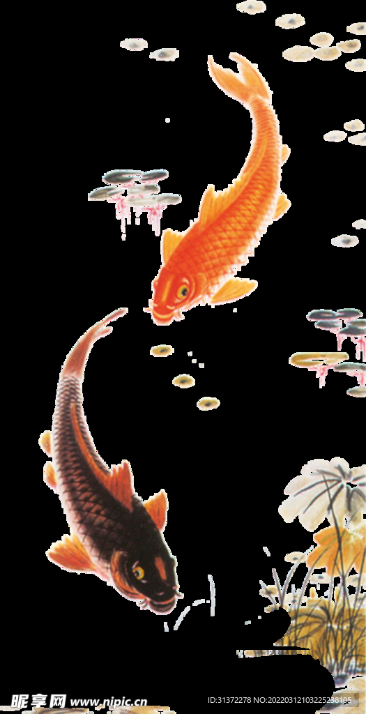  金鱼锦鲤手绘插画图片