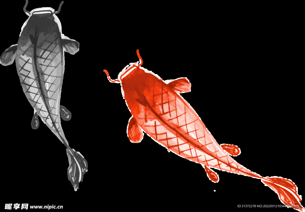 金鱼锦鲤手绘插画图片