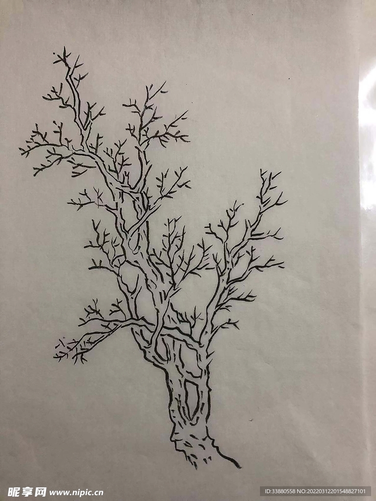 手绘 树