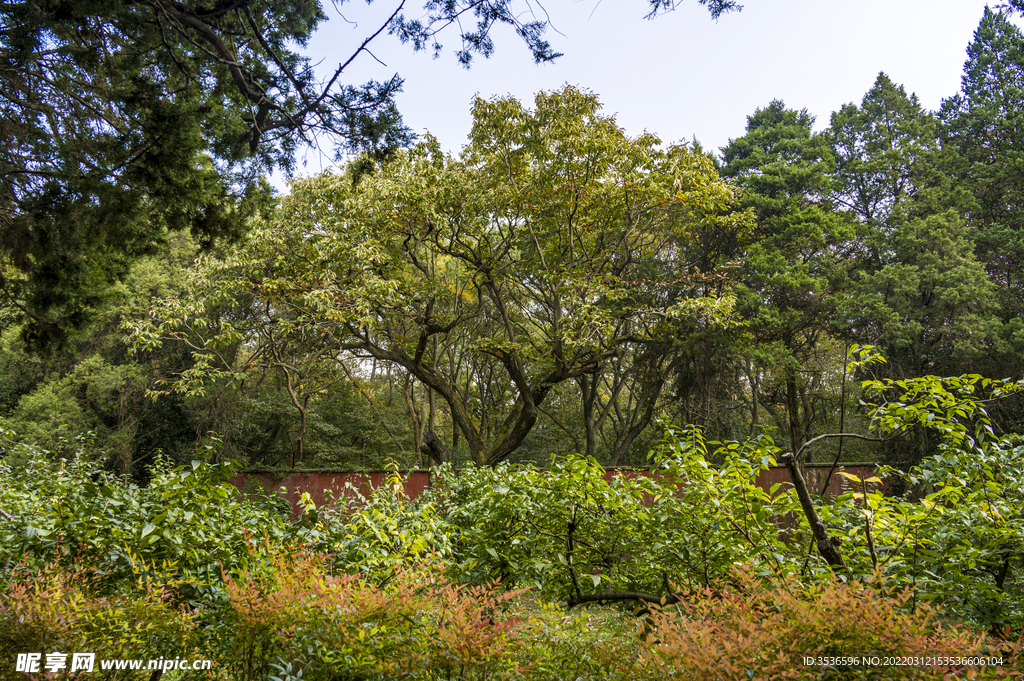 明孝陵风景