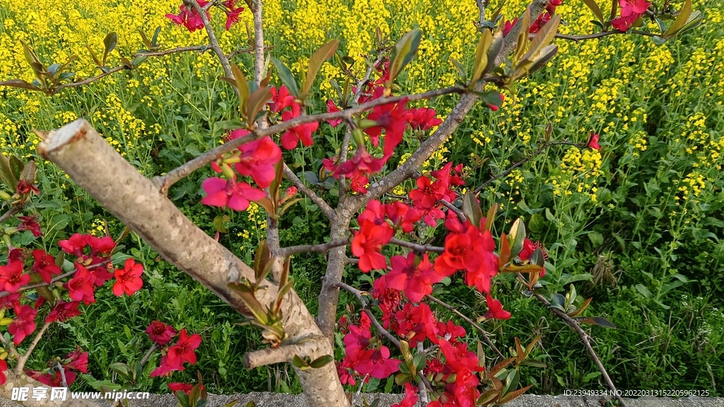 海棠花