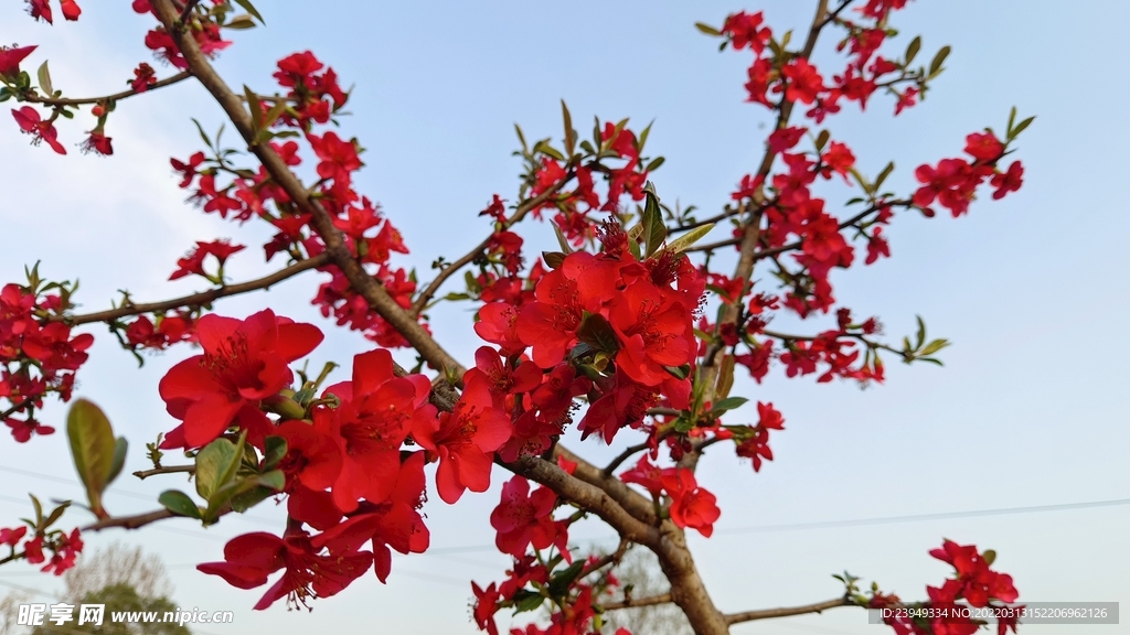 海棠花