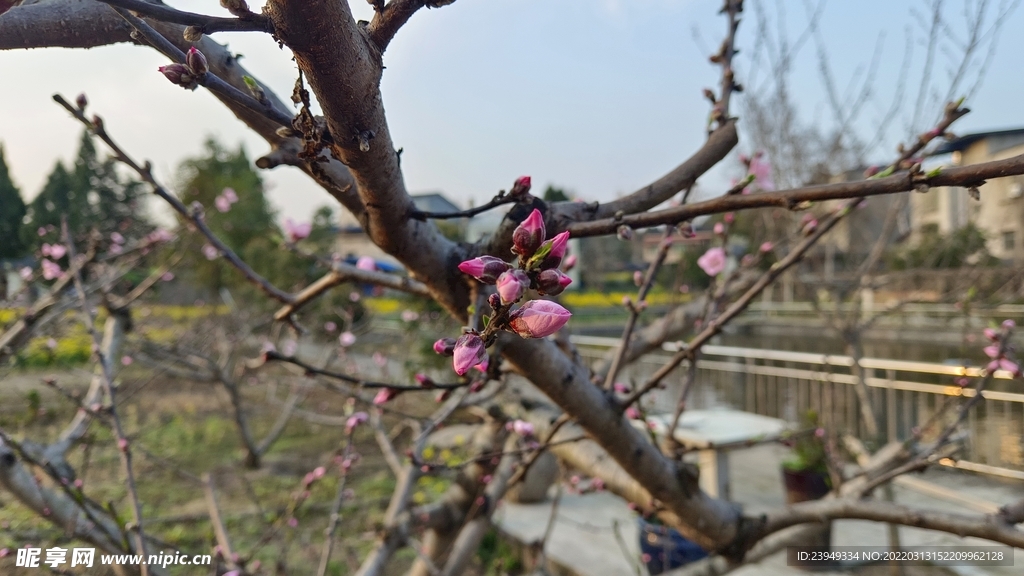 桃花