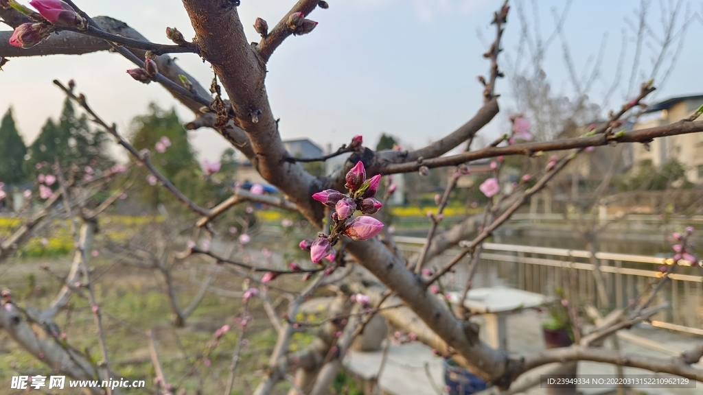 桃花