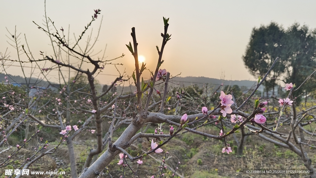 桃花