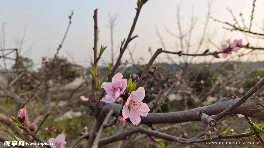 桃花