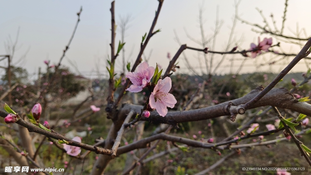 桃花
