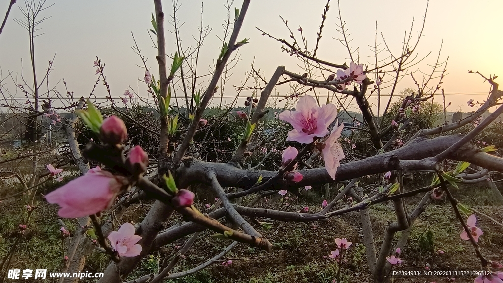 桃花