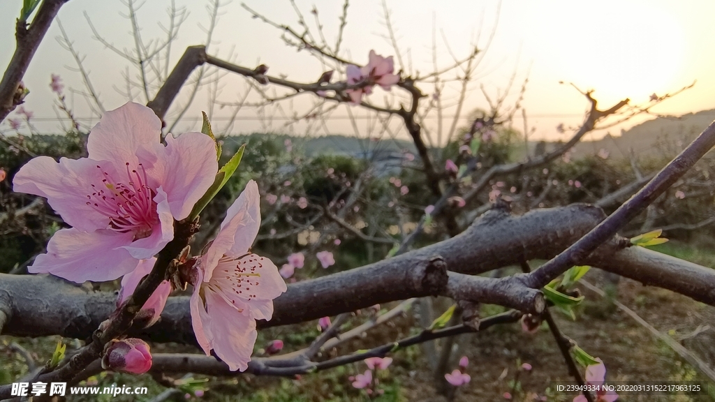 桃花
