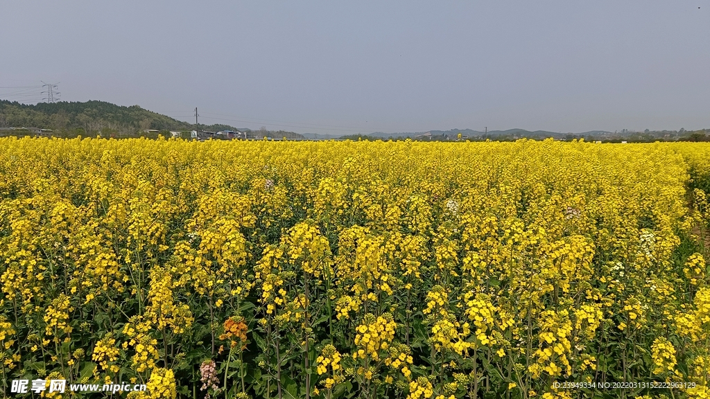 油菜花