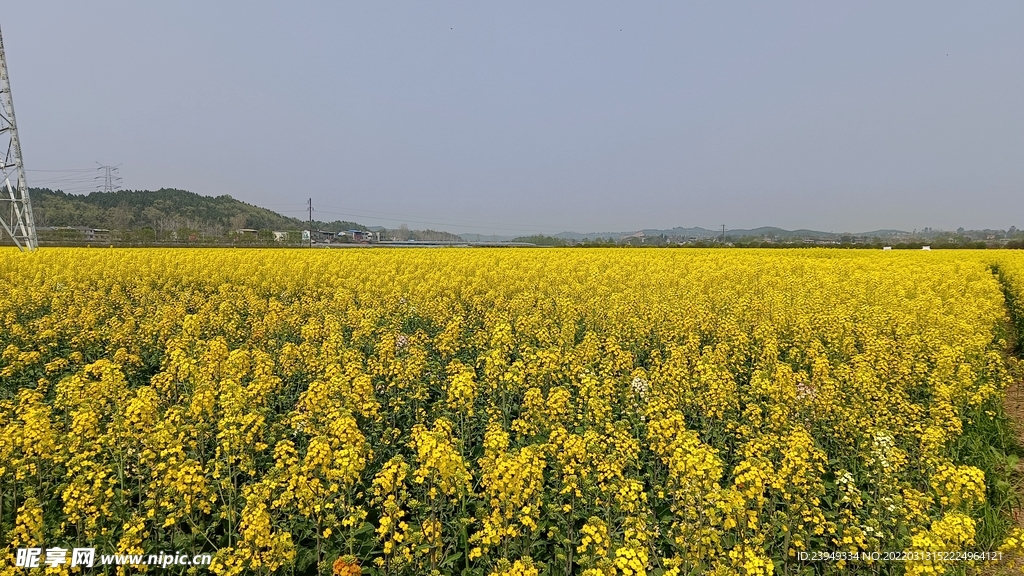 油菜花