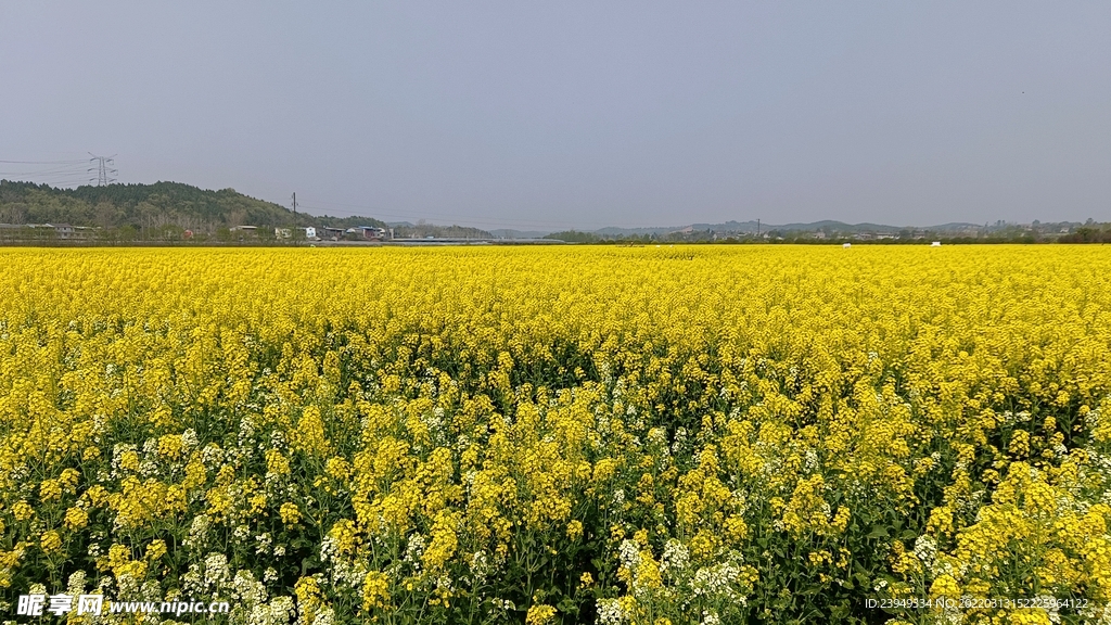 油菜花