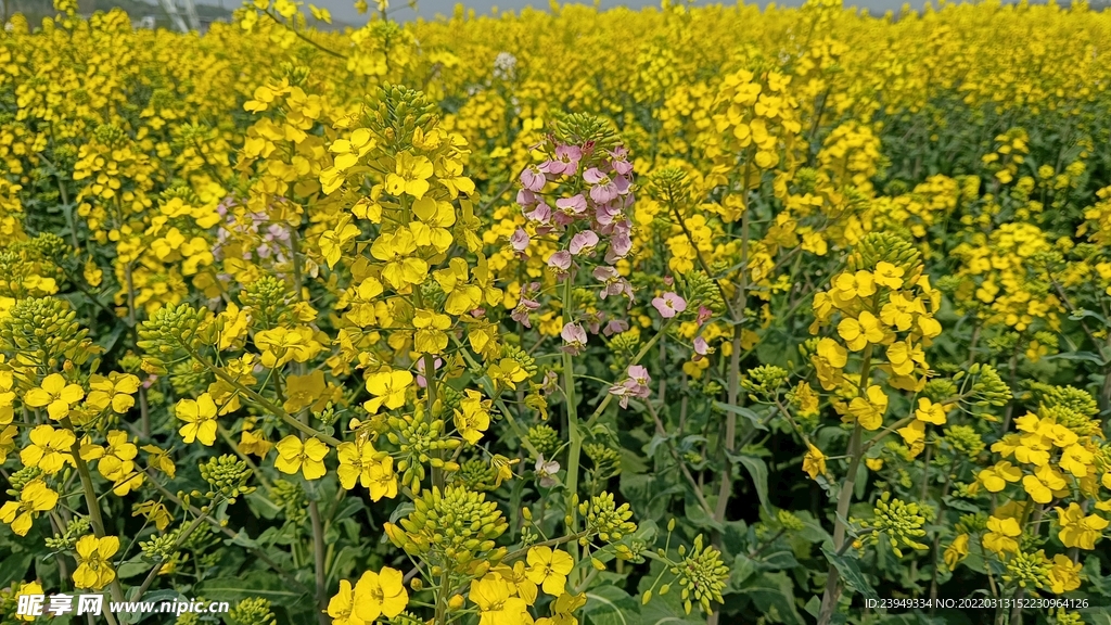 油菜花