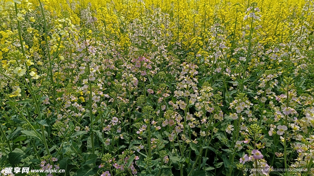 油菜花