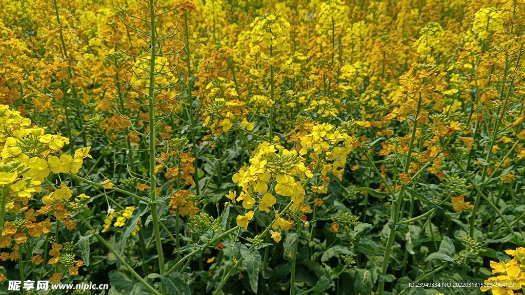 油菜花