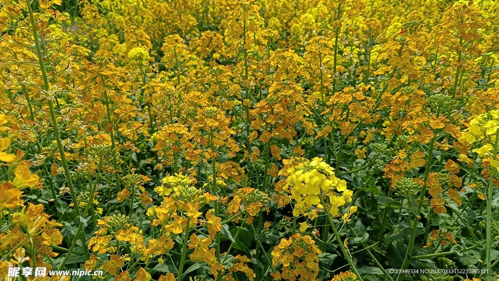 油菜花