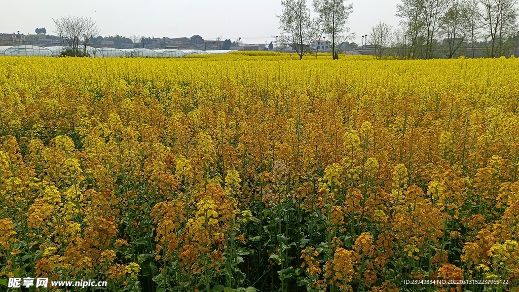 油菜花