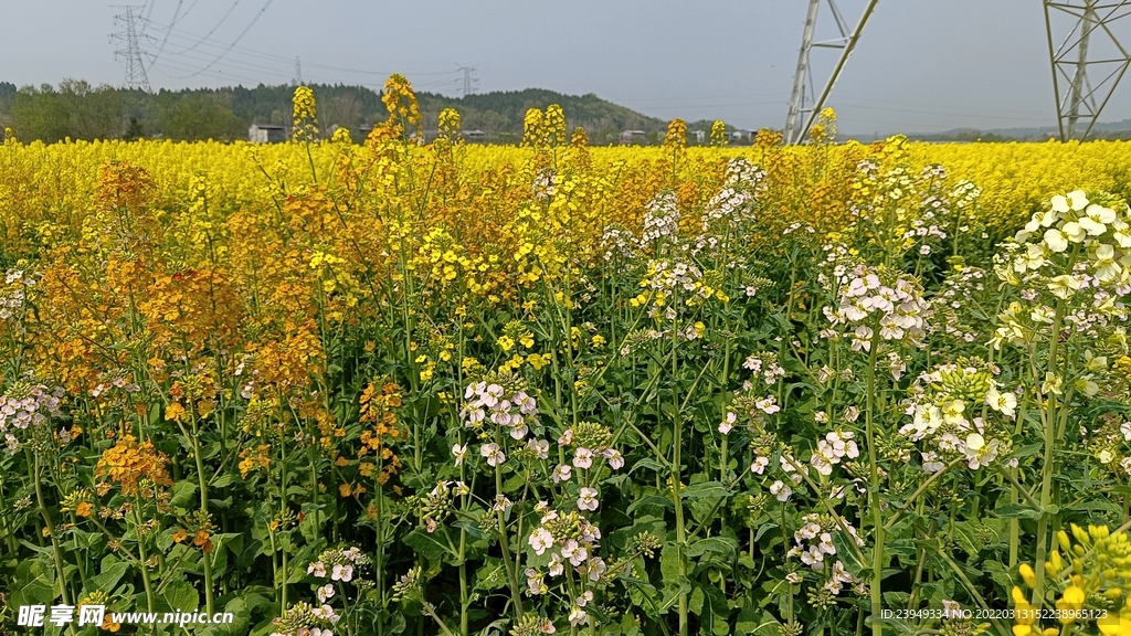 油菜花