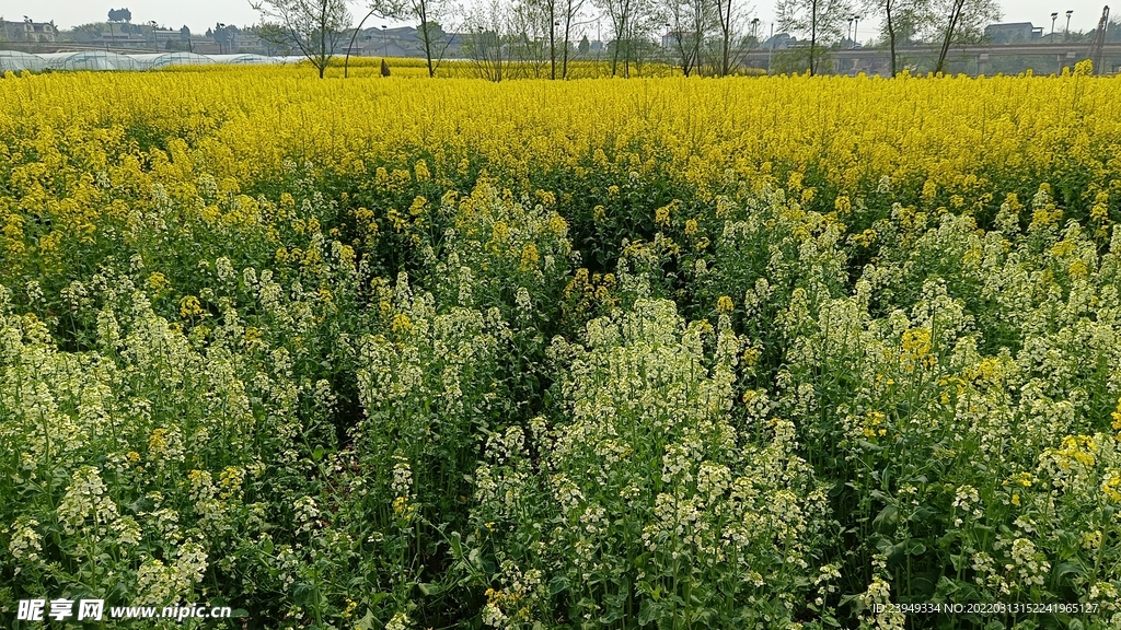 油菜花