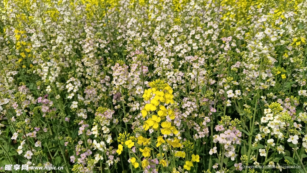 油菜花