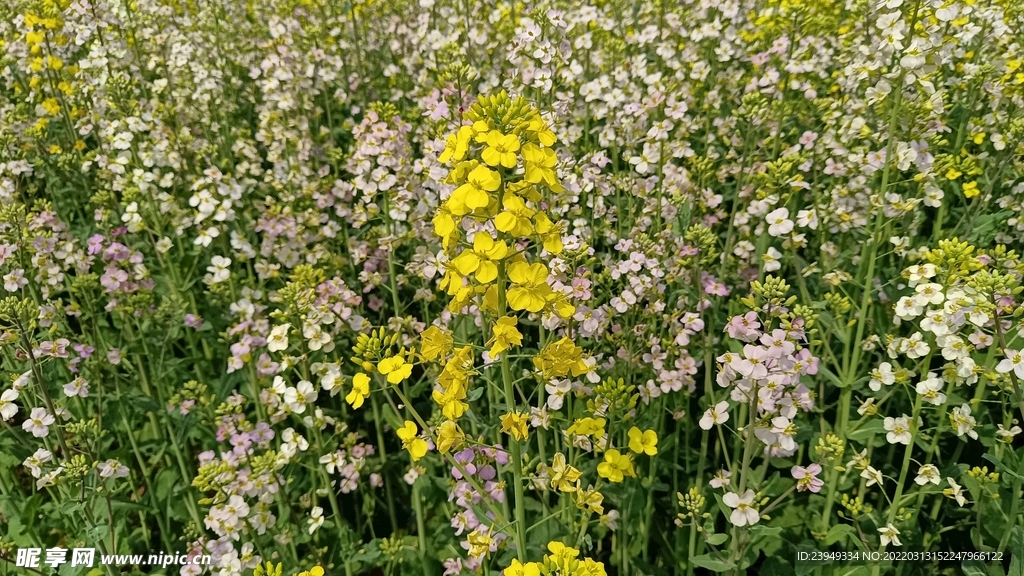 油菜花