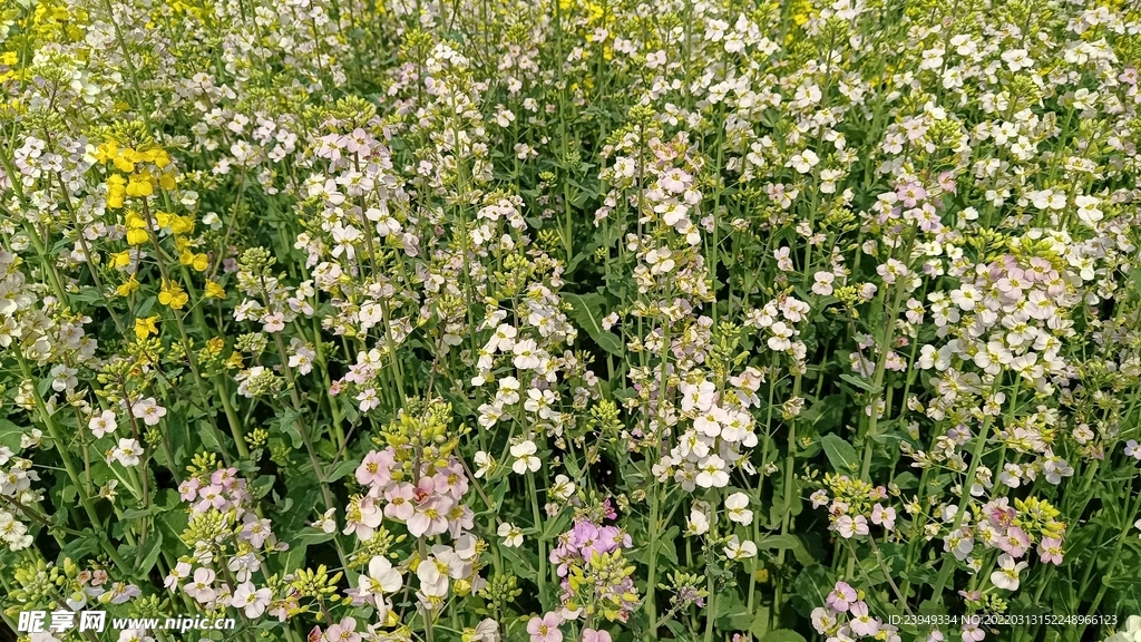 油菜花