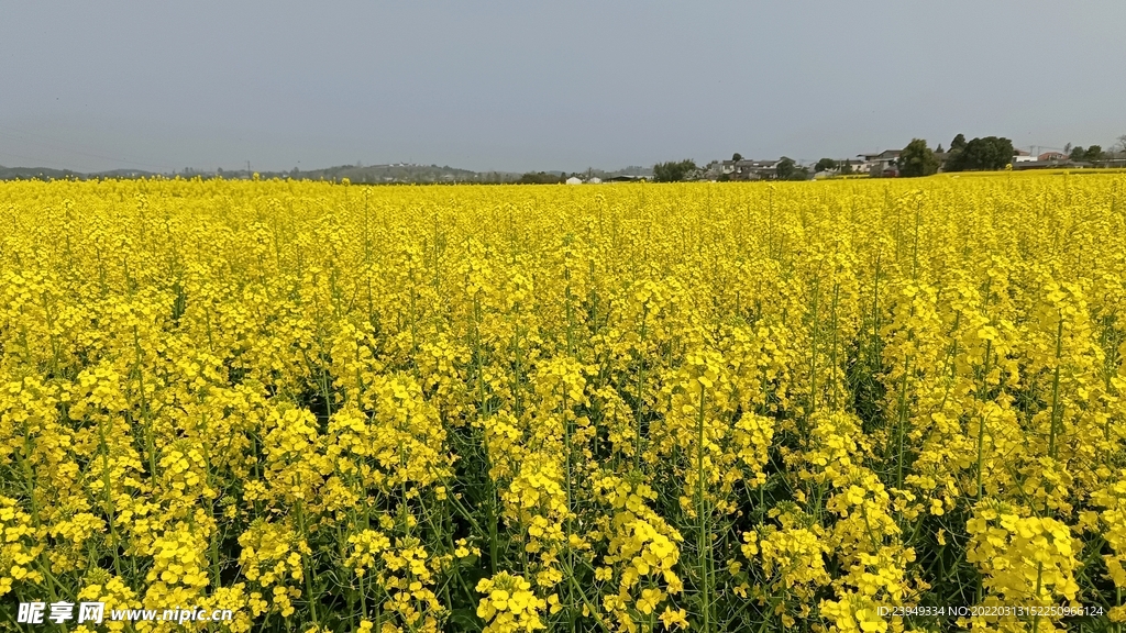 油菜花