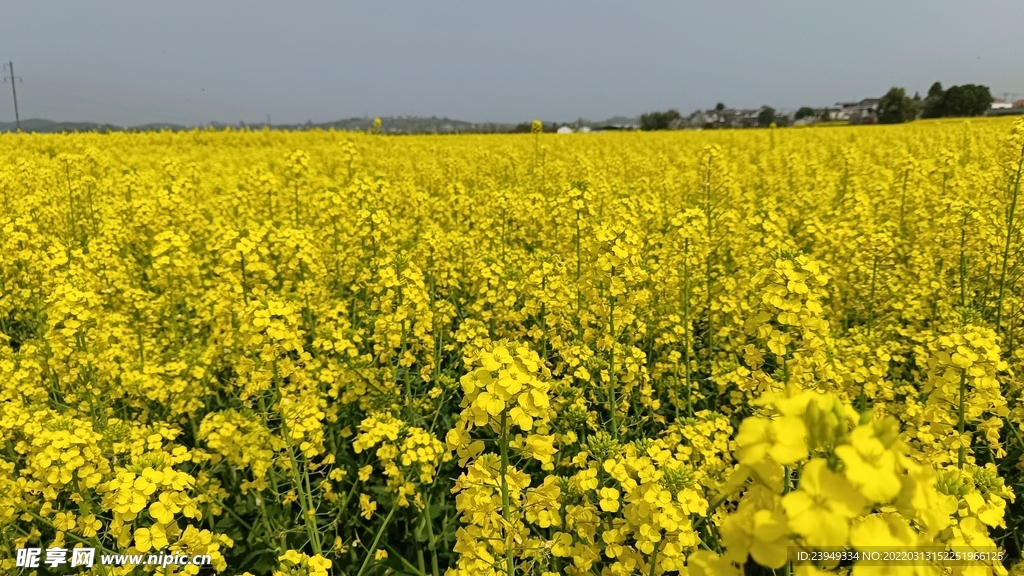 油菜花