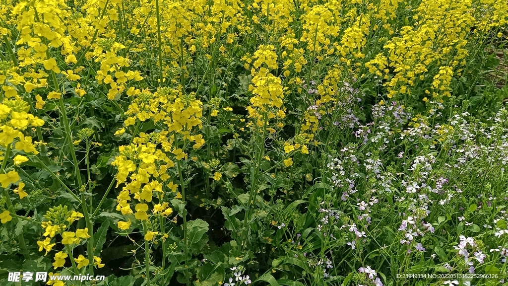 油菜花