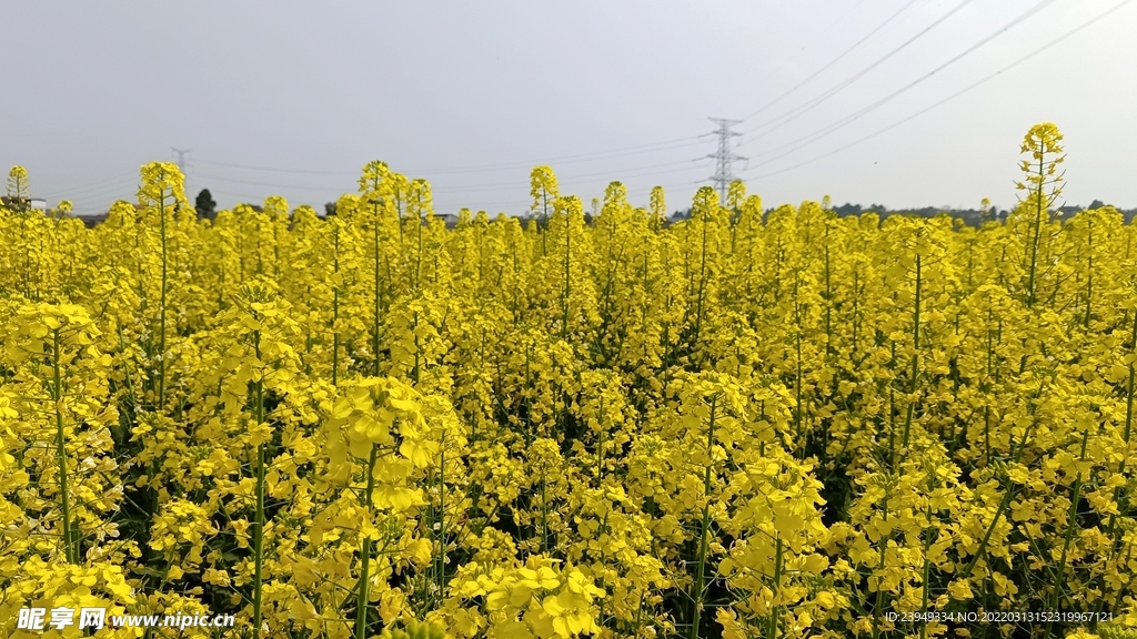 油菜花