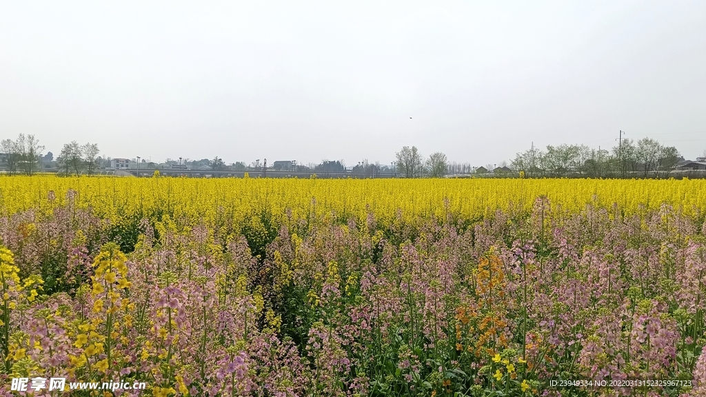 油菜花