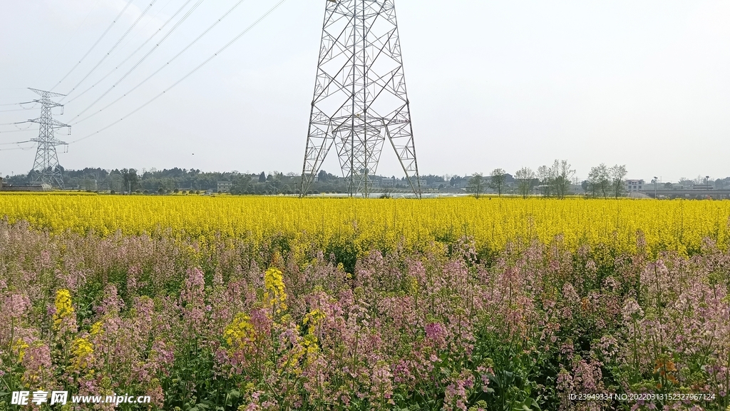 油茶花