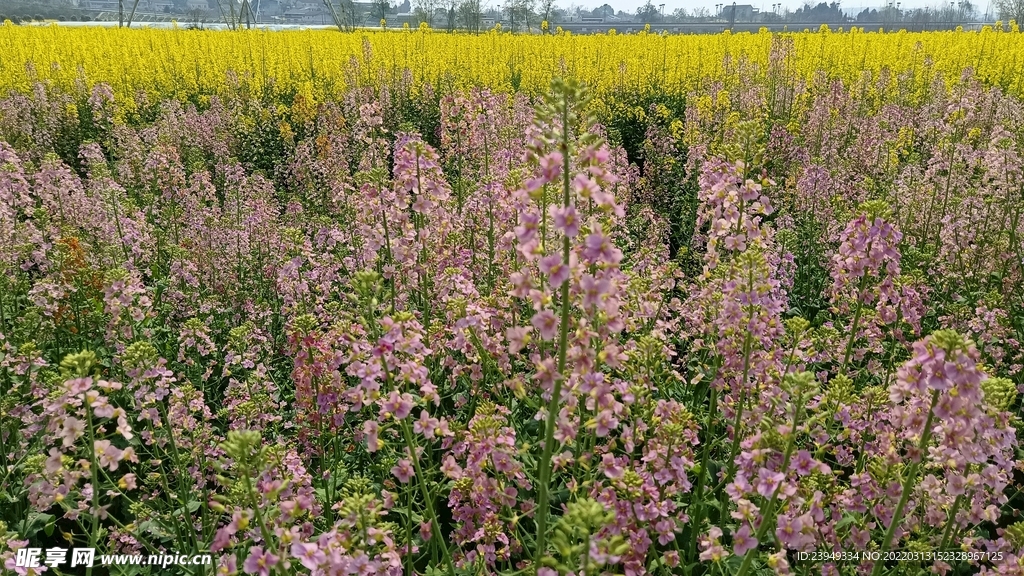 油菜花