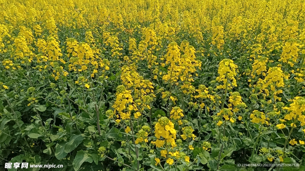 油菜花