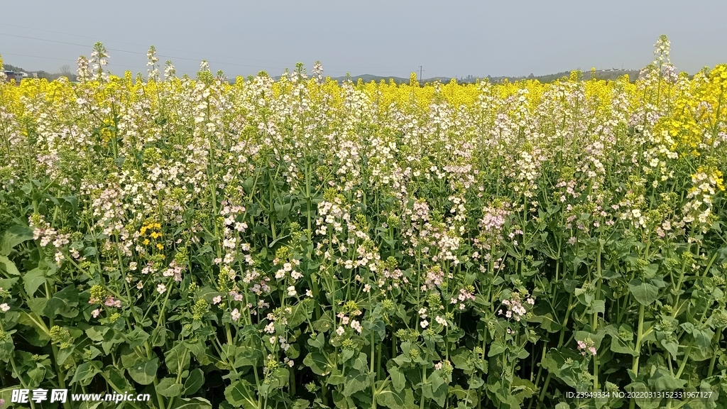 油菜花