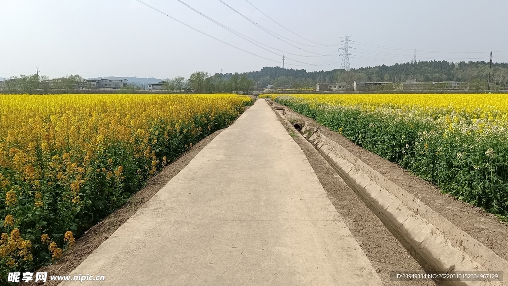 油菜花