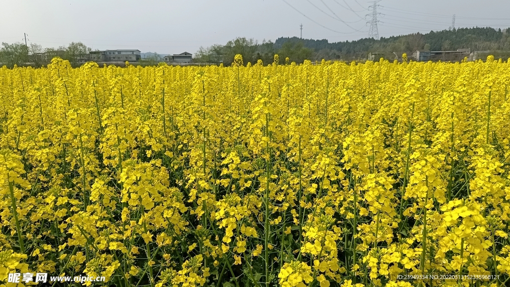 油菜花