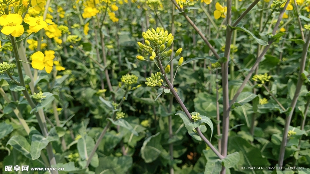 油菜花