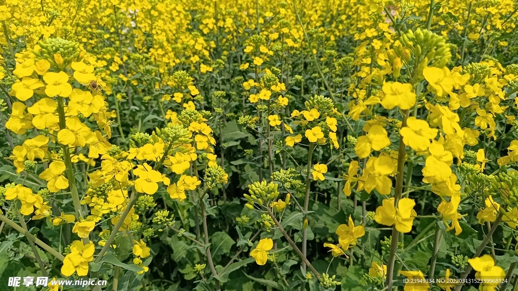 油菜花