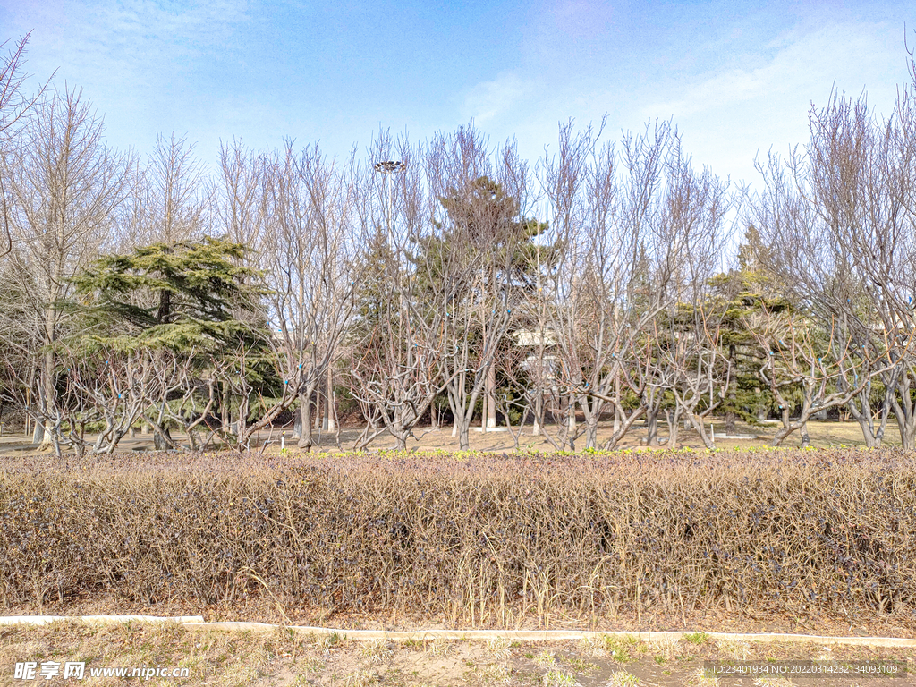 北方冬季绿化带草木