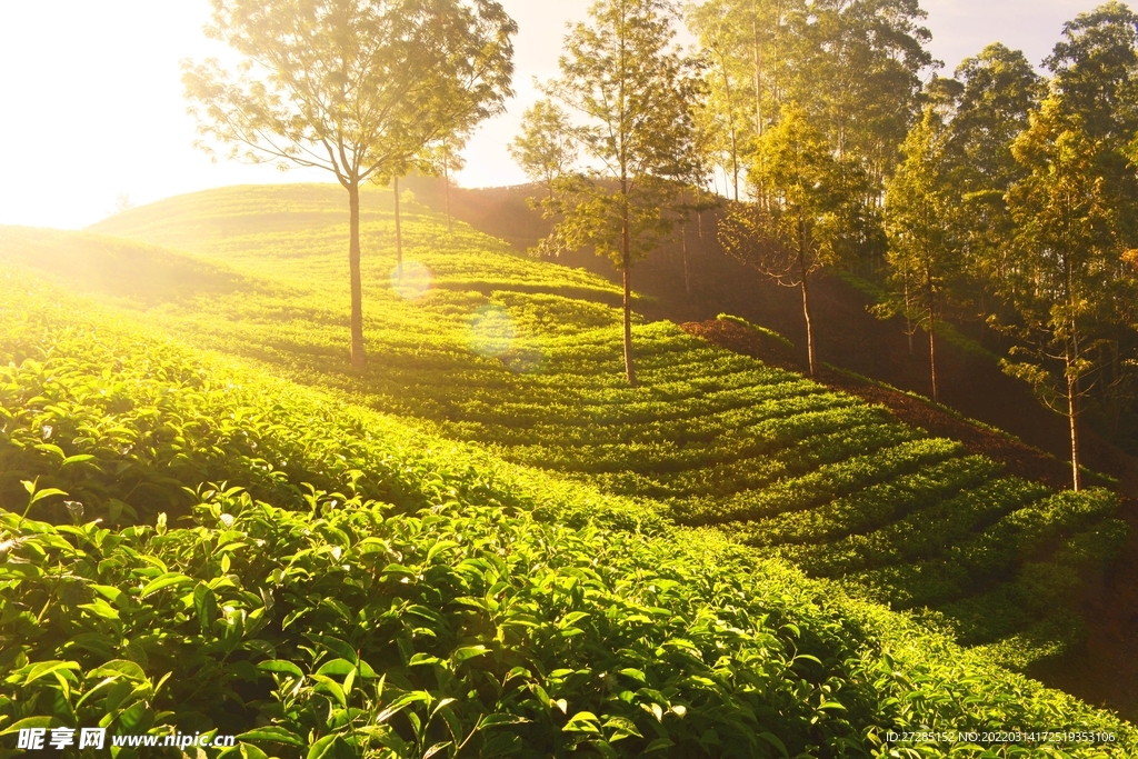 阳光下的茶山