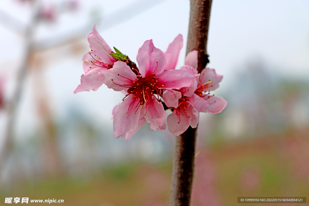 桃花
