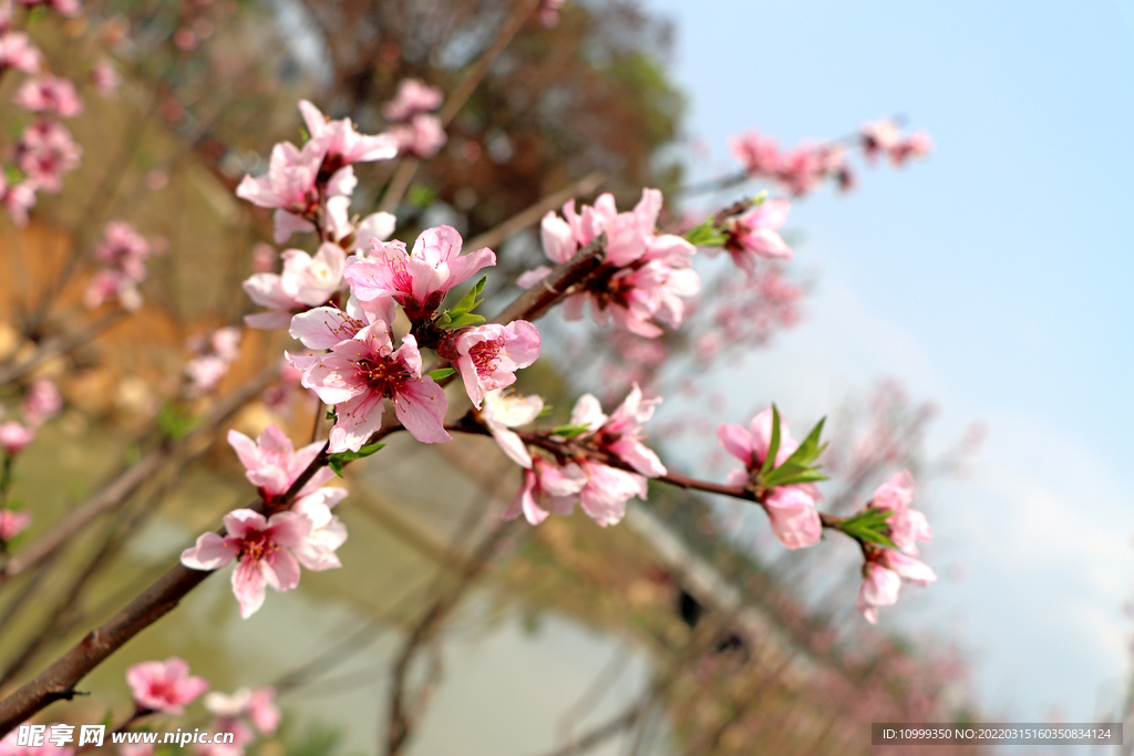 桃花